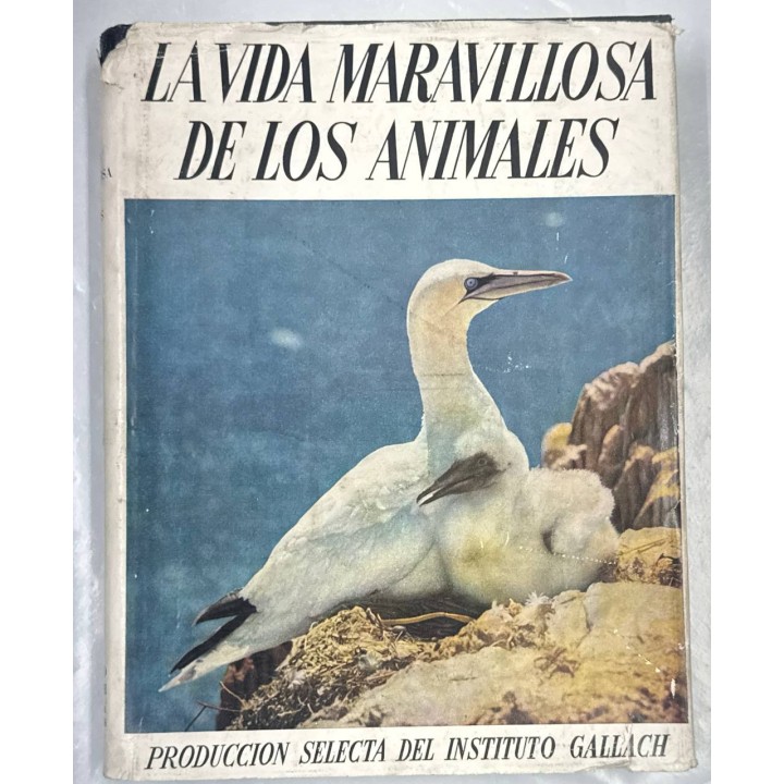 LA VIDA MARAVILLOSA DE LOS ANIMALES (I)